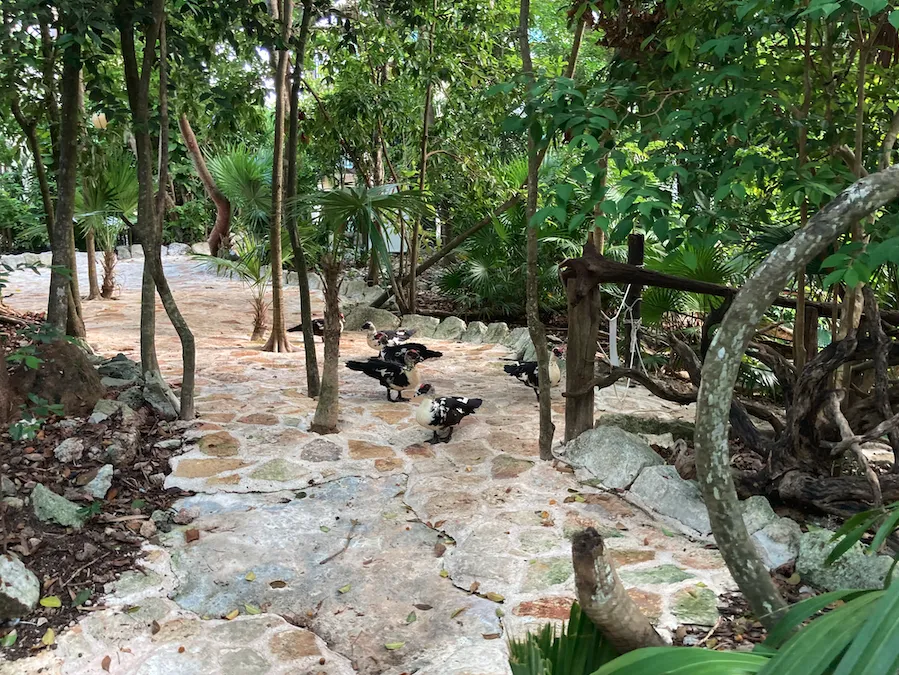 Des canards noirs et blancs sur un sentier de pierre