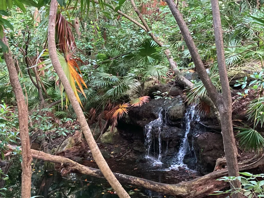 Petite cascade dans la végétation tropicale