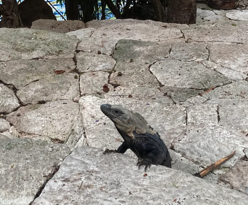 Un iguane sur des pierres blanches