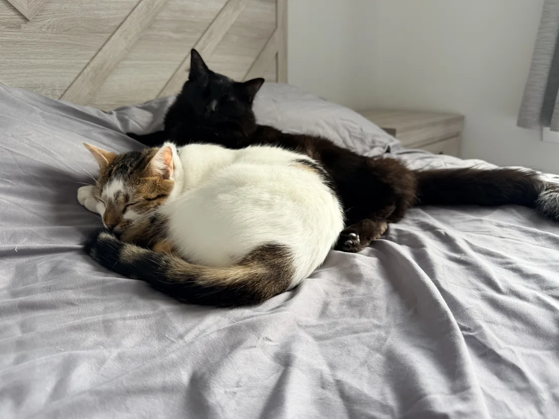 Coconut et Kiwi endormis l’un contre l’autre sur un lit